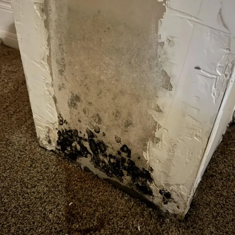 Professional Mold Removal in Malad City, ID